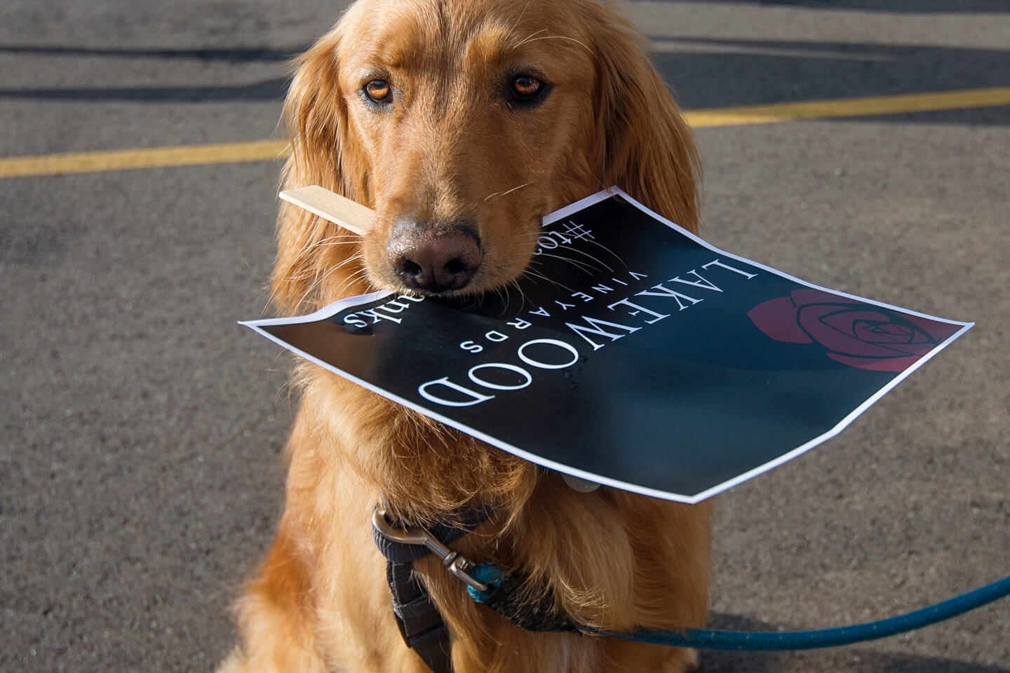 Lakewood Vineyards Event | Wine Tasting Finger Lakes golden retriever holding Lakewood sign