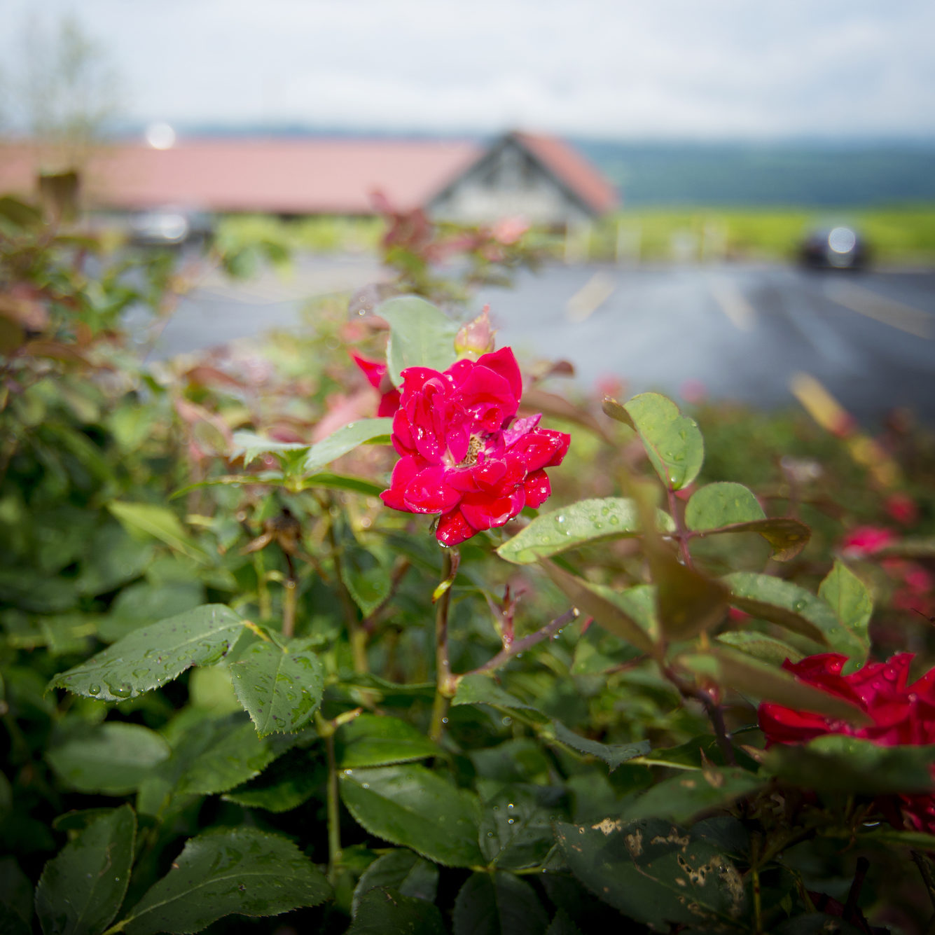 Lakewood Vineyards Lakewood Vineyards' Rose | Finger Lakes Vineyards