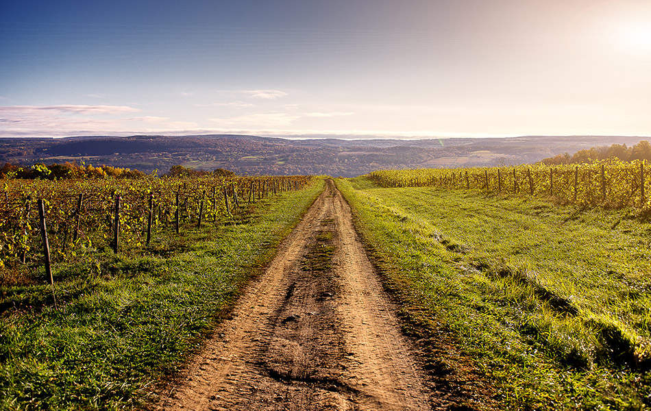 Vineyard Hike & Tasting Cellar Room Tasting: Finger Lakes Wine Tours at Lakewood Vineyards